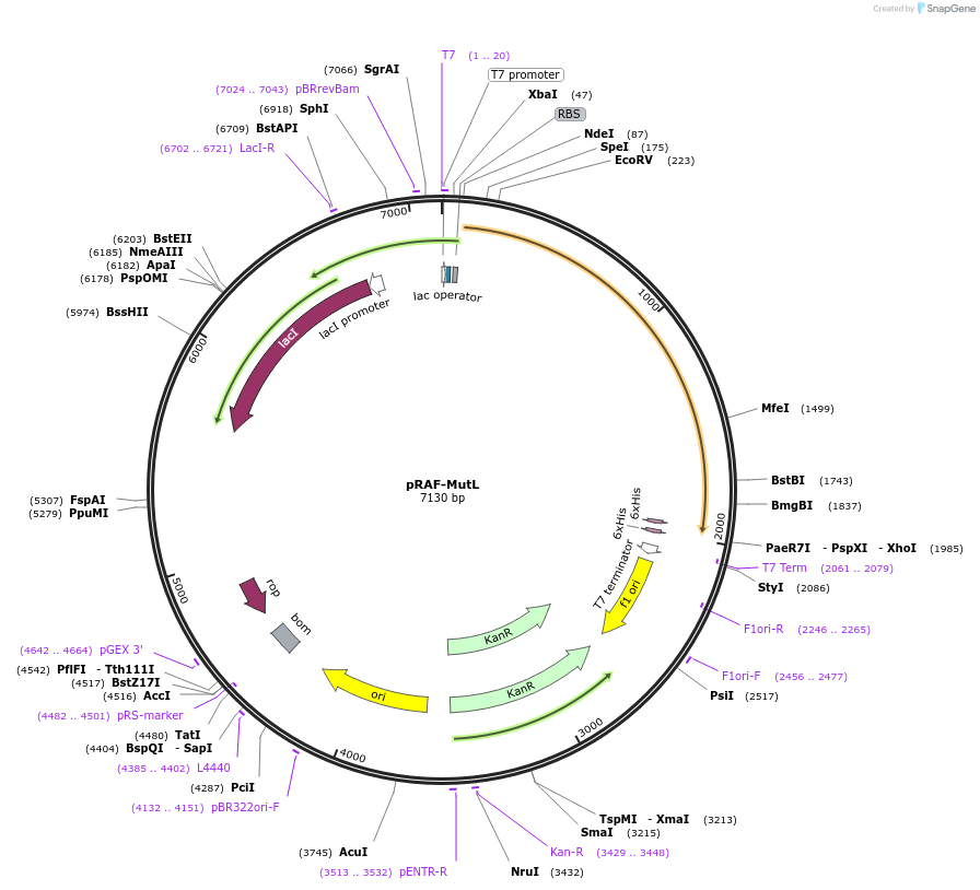 86607-plasmid-map-sequence-id-190779