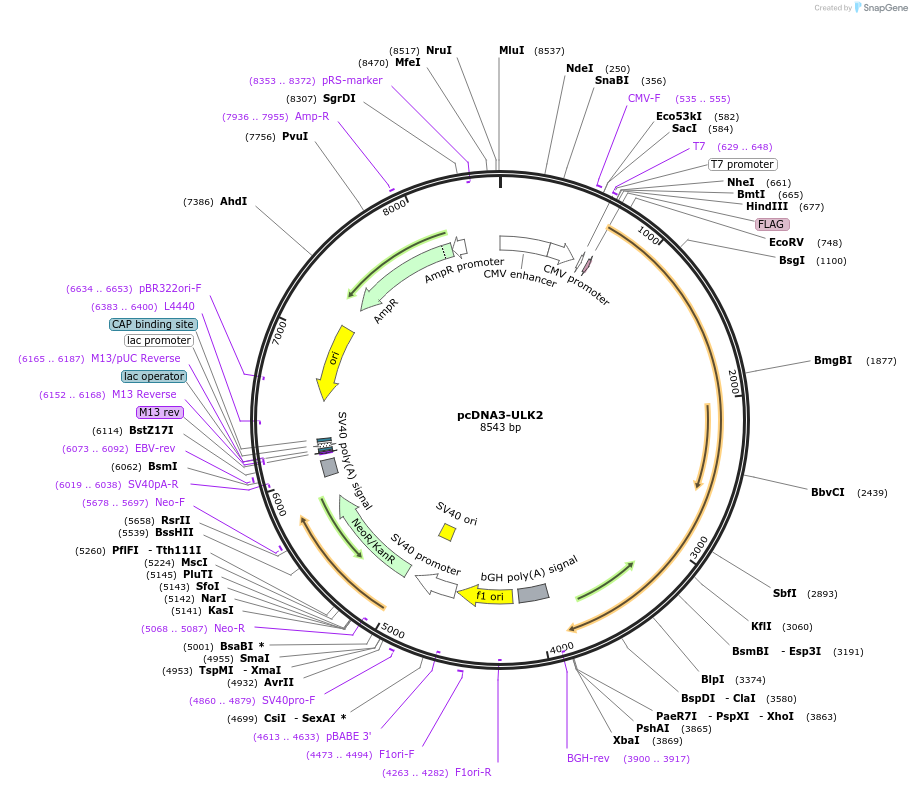 97075-plasmid-map-sequence-id-190788