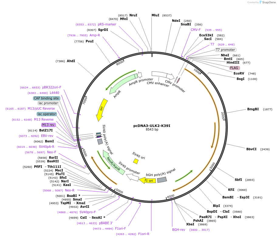 97076-plasmid-map-sequence-id-190789
