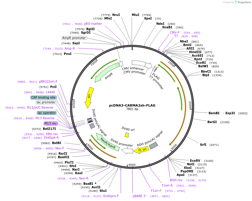 97071-plasmid-map-sequence-id-190803