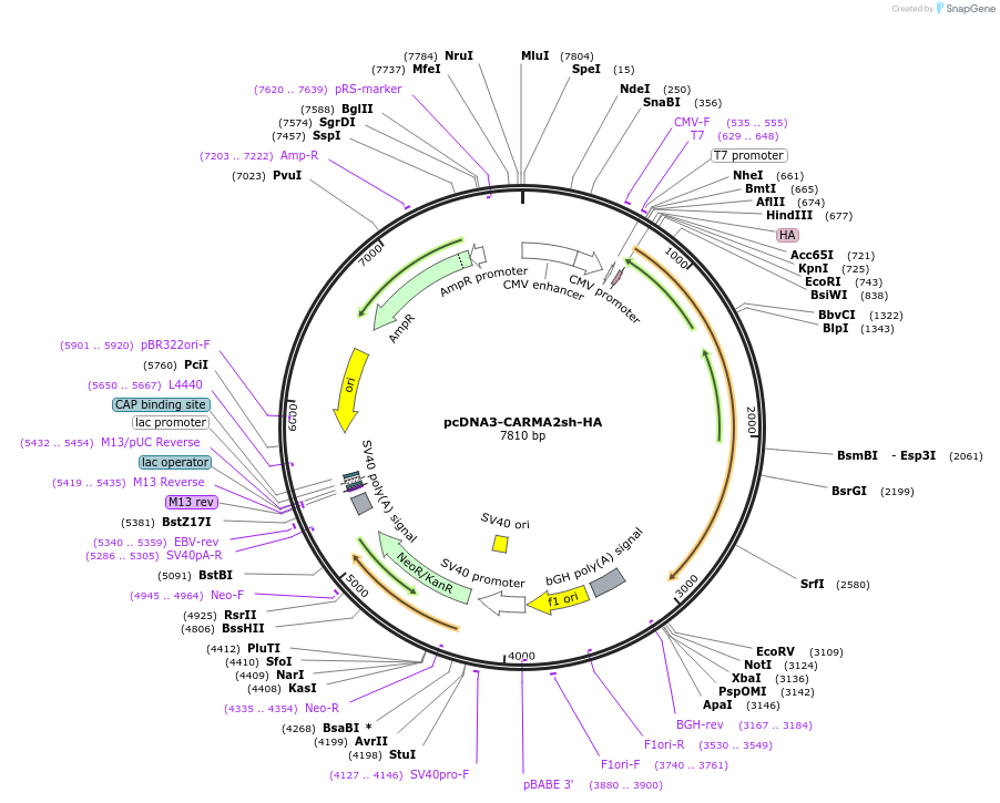 97072-plasmid-map-sequence-id-190814