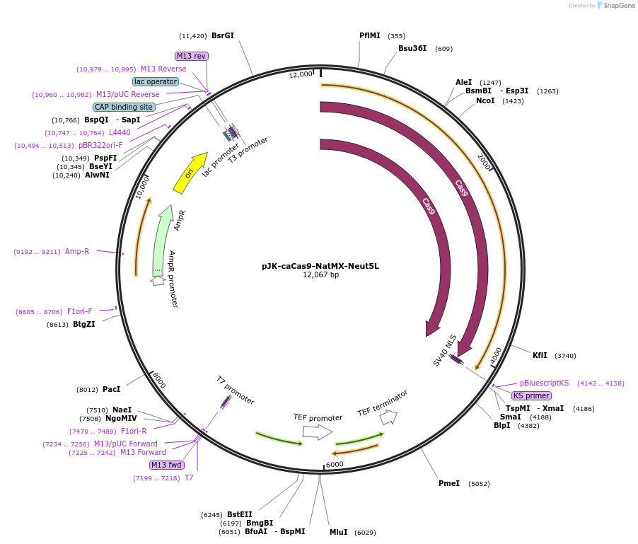 89576-plasmid-map-sequence-id-190840
