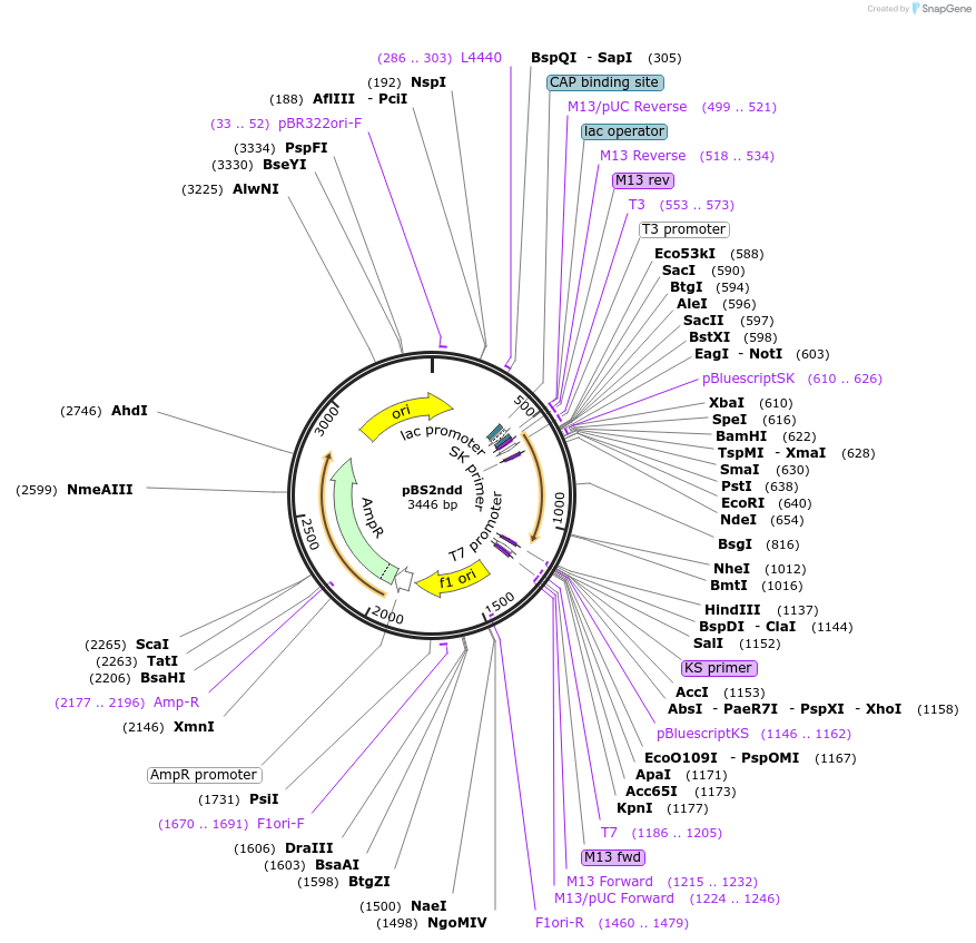 97353-plasmid-map-sequence-id-190845