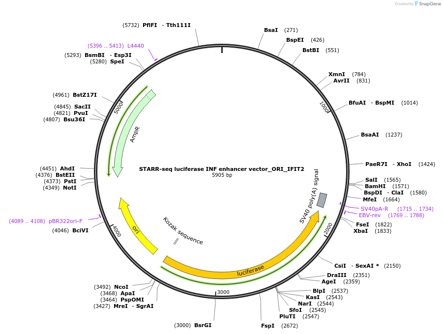 99321-plasmid-map-sequence-id-190859