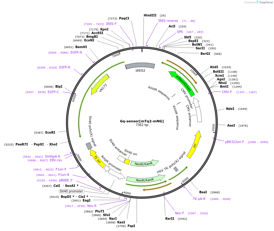 98884-plasmid-map-sequence-id-190862