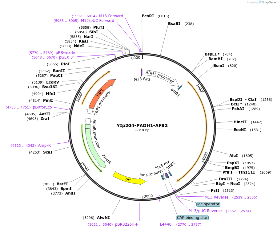 99531-plasmid-map-sequence-id-190867