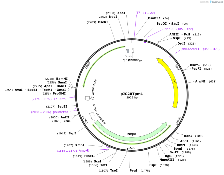 99355-plasmid-map-sequence-id-190870