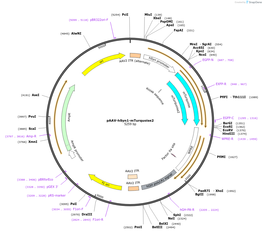 99125-plasmid-map-sequence-id-190873