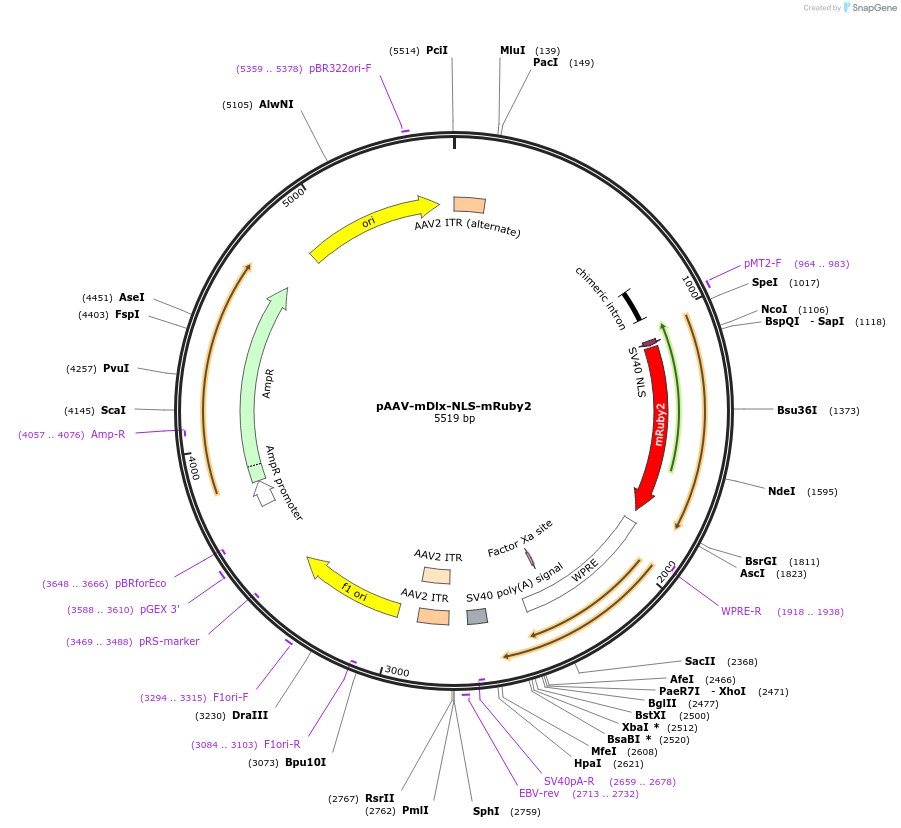 99130-plasmid-map-sequence-id-190876
