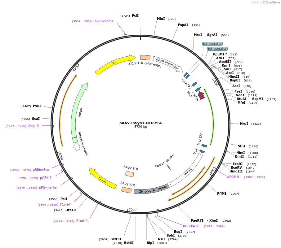 99121-plasmid-map-sequence-id-190877