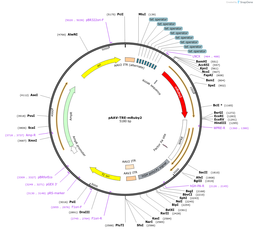 99114-plasmid-map-sequence-id-190880