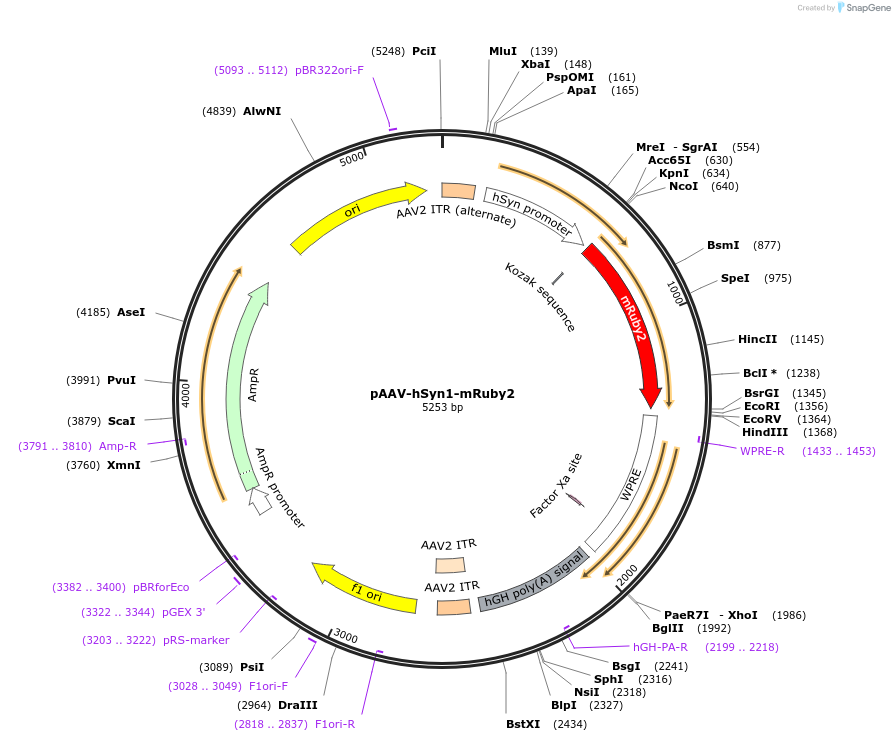 99126-plasmid-map-sequence-id-190881