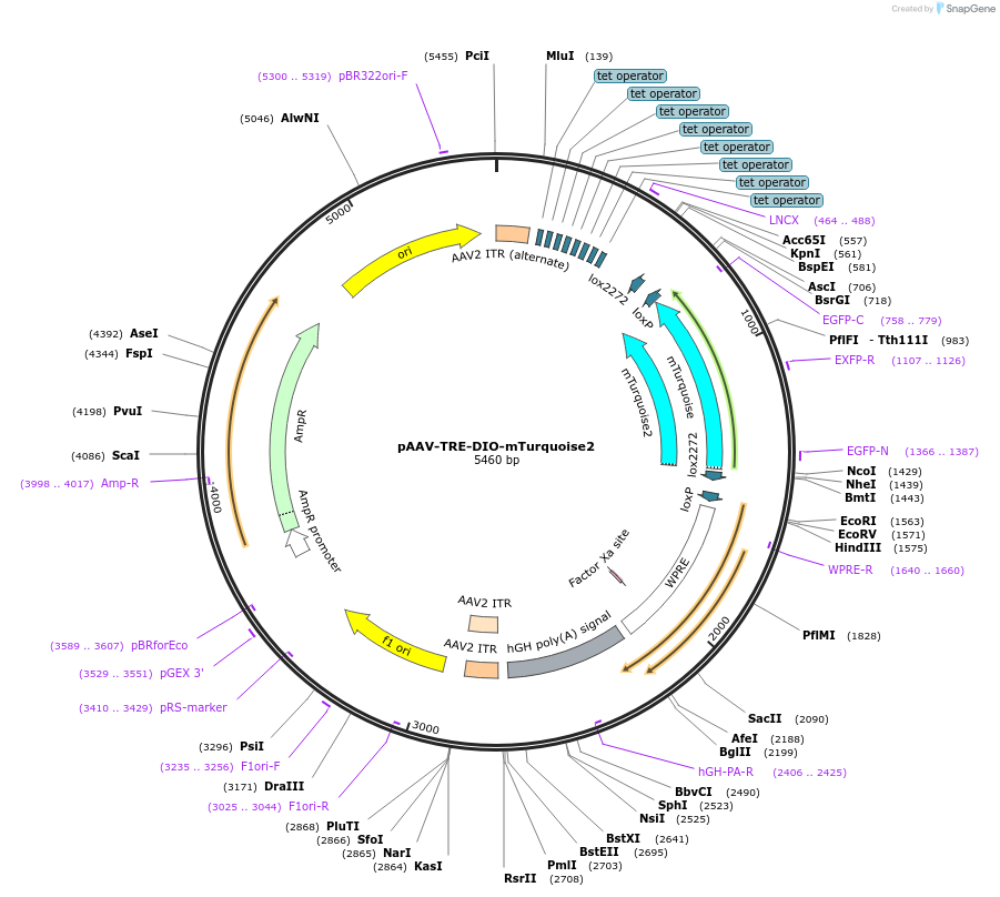 99115-plasmid-map-sequence-id-190882