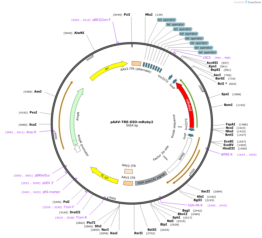99117-plasmid-map-sequence-id-190883
