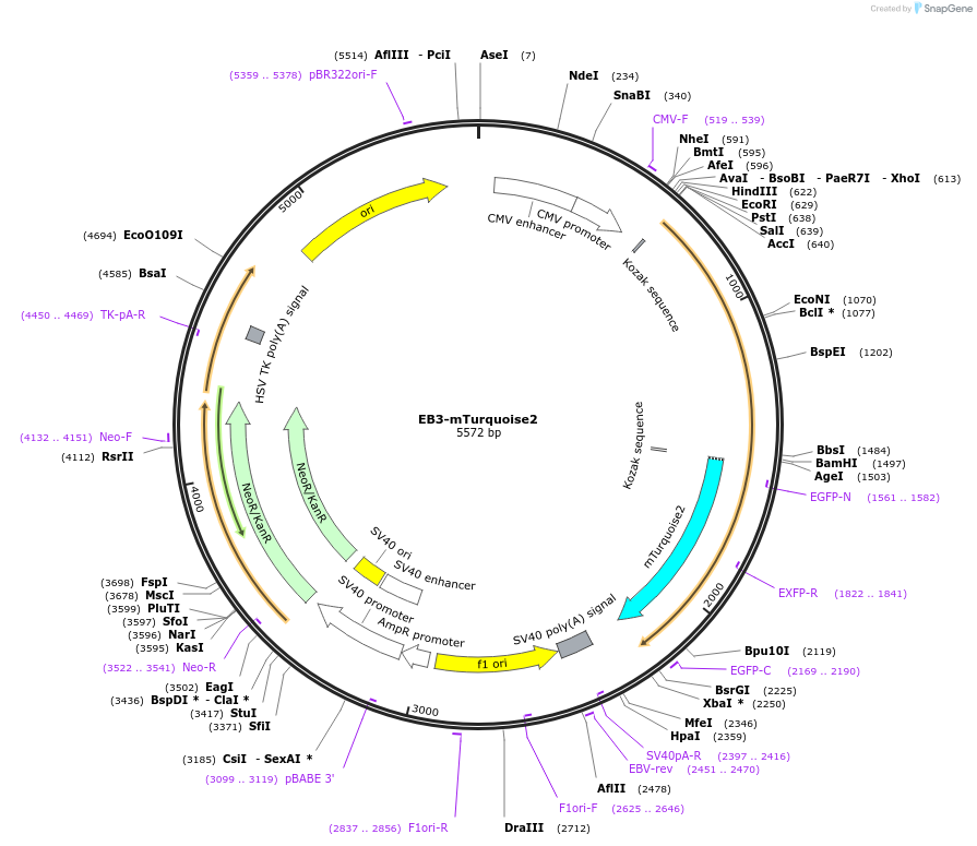 98825-plasmid-map-sequence-id-190904