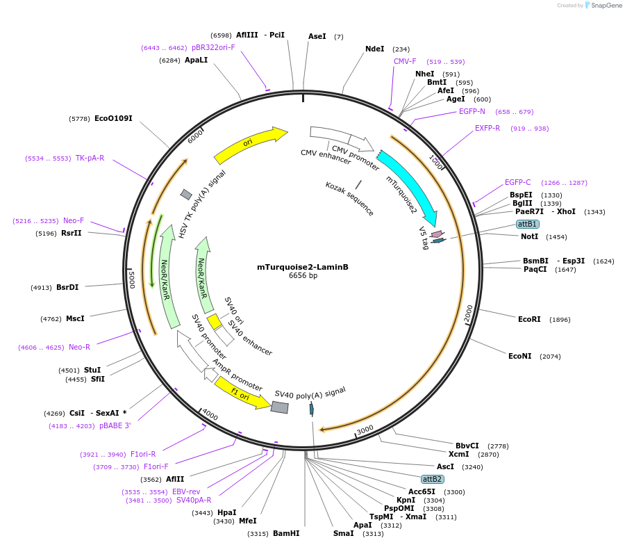 98830-plasmid-map-sequence-id-190907