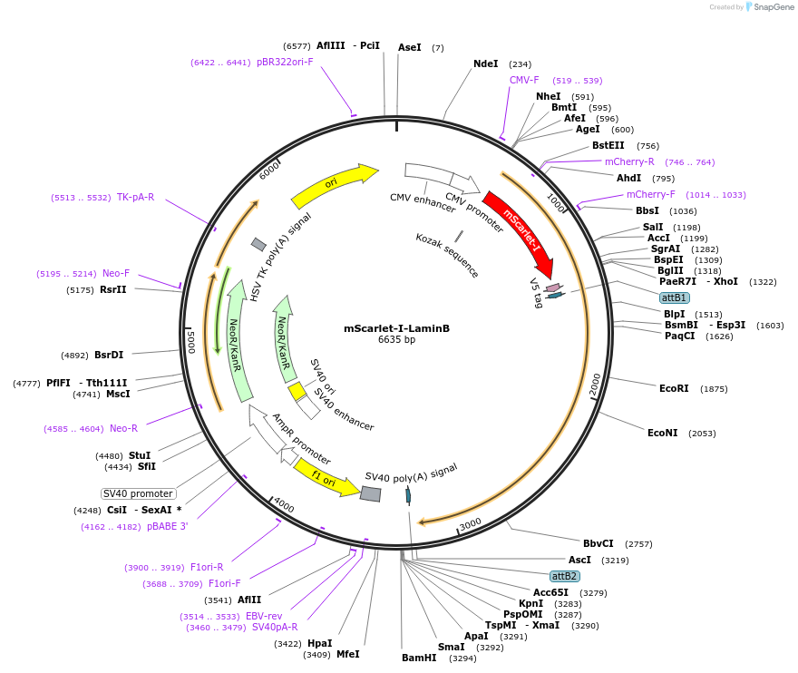 98831-plasmid-map-sequence-id-190908