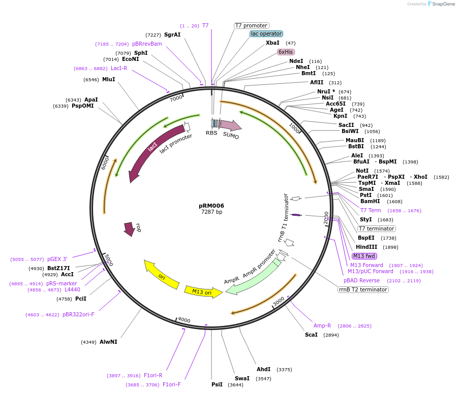98922-plasmid-map-sequence-id-190912