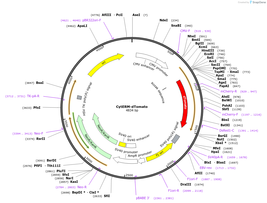 98834-plasmid-map-sequence-id-190913