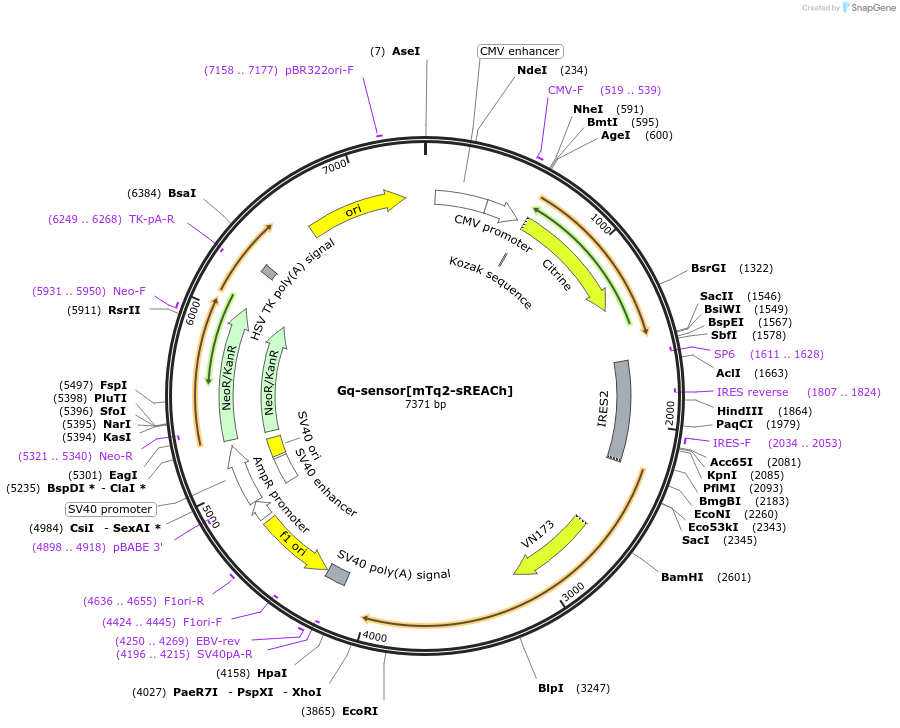 98835-plasmid-map-sequence-id-190914