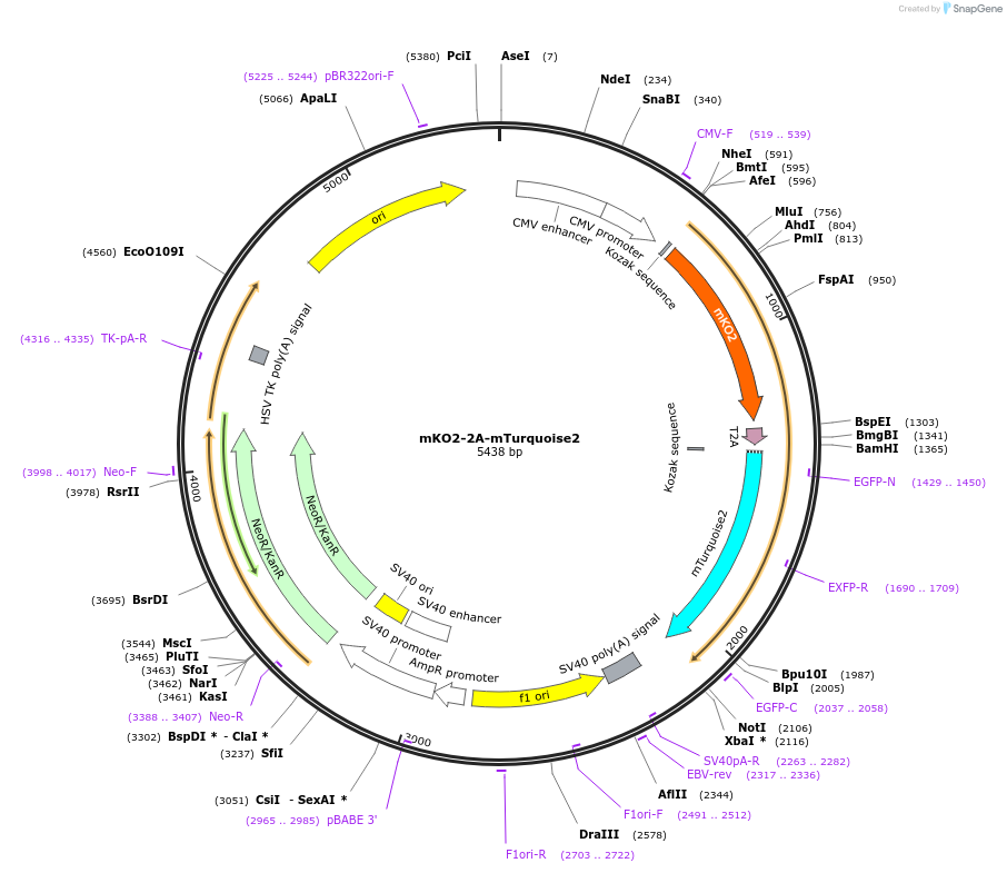 98838-plasmid-map-sequence-id-190919