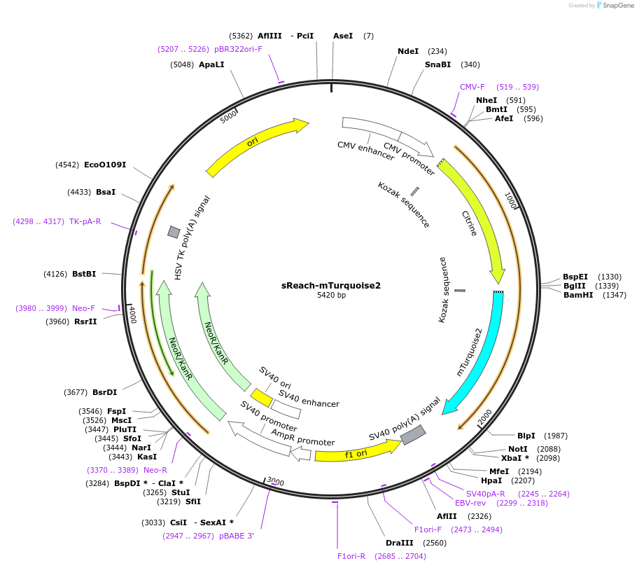 98840-plasmid-map-sequence-id-190921