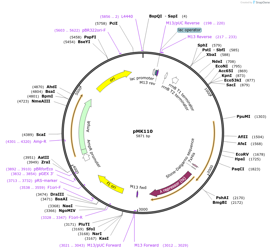 99535-plasmid-map-sequence-id-190923