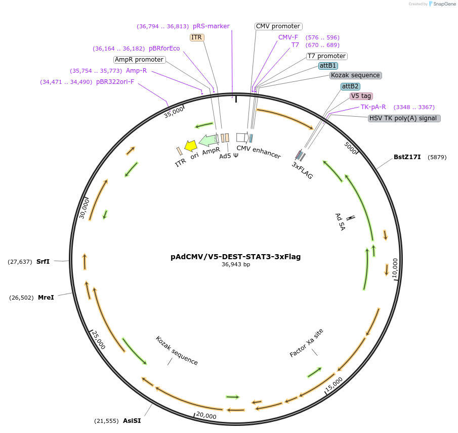 99260-plasmid-map-sequence-id-190931
