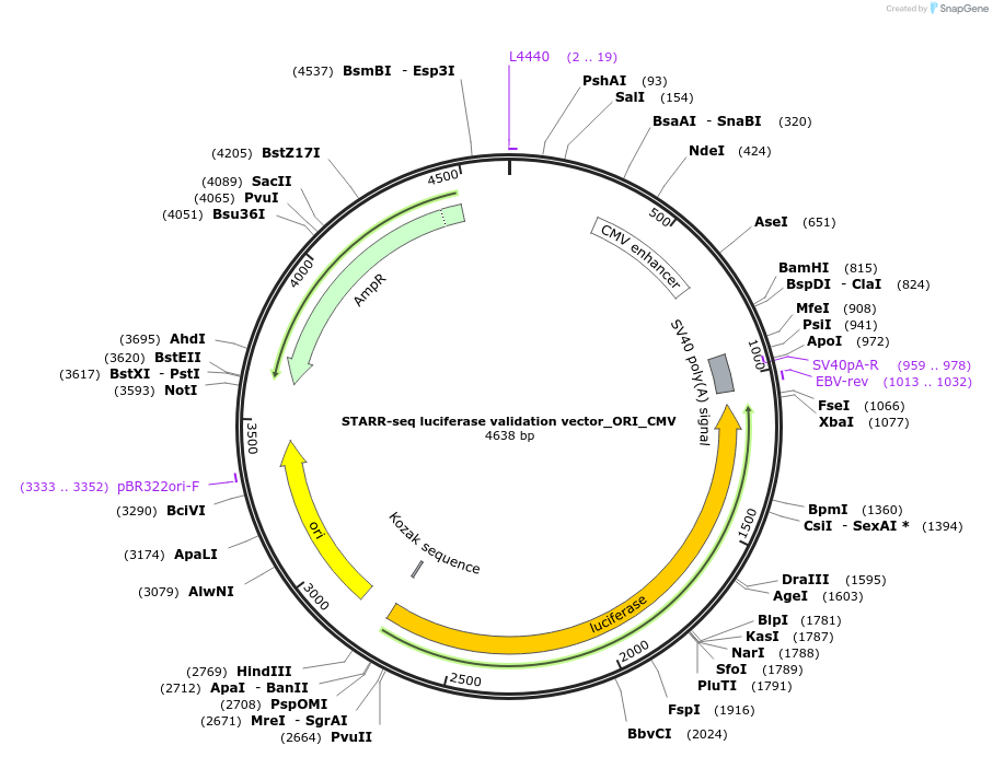 99312-plasmid-map-sequence-id-190933