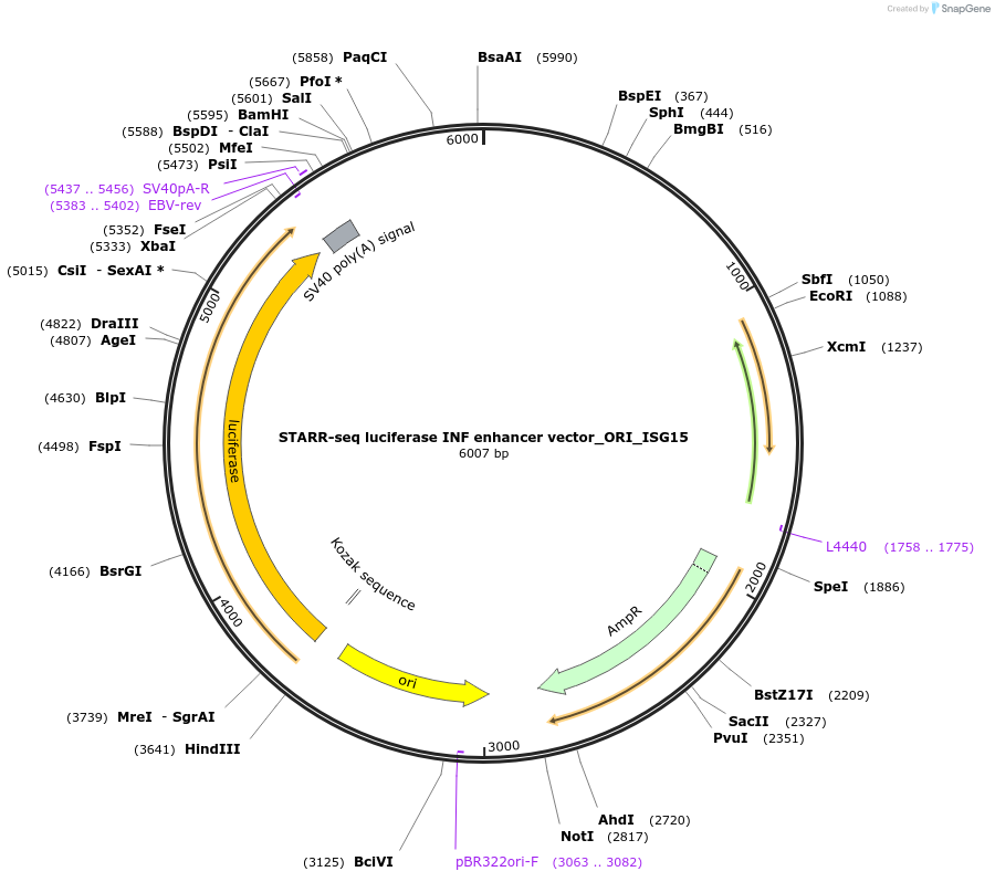 99322-plasmid-map-sequence-id-190934