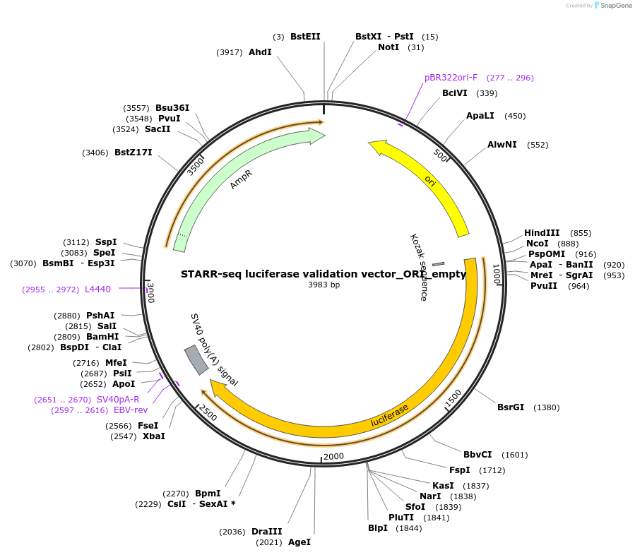 99297-plasmid-map-sequence-id-190936