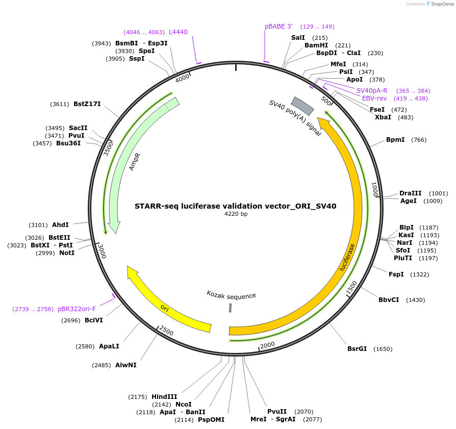 99309-plasmid-map-sequence-id-190937