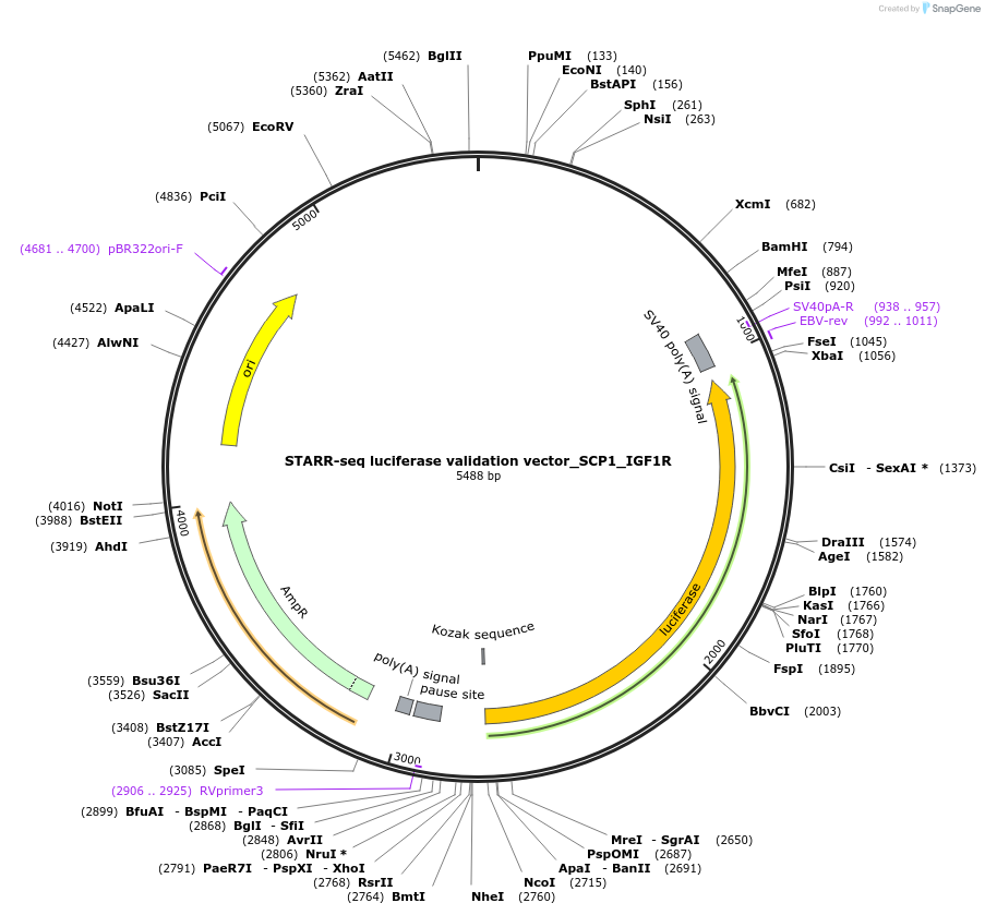 99308-plasmid-map-sequence-id-190938
