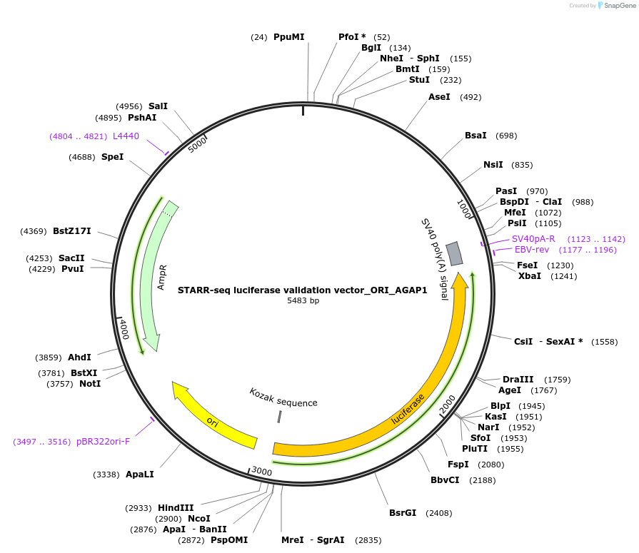 99300-plasmid-map-sequence-id-190939