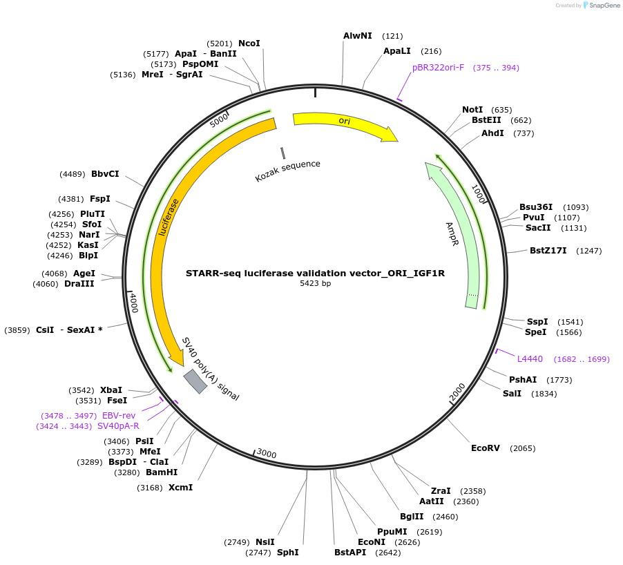 99306-plasmid-map-sequence-id-190940