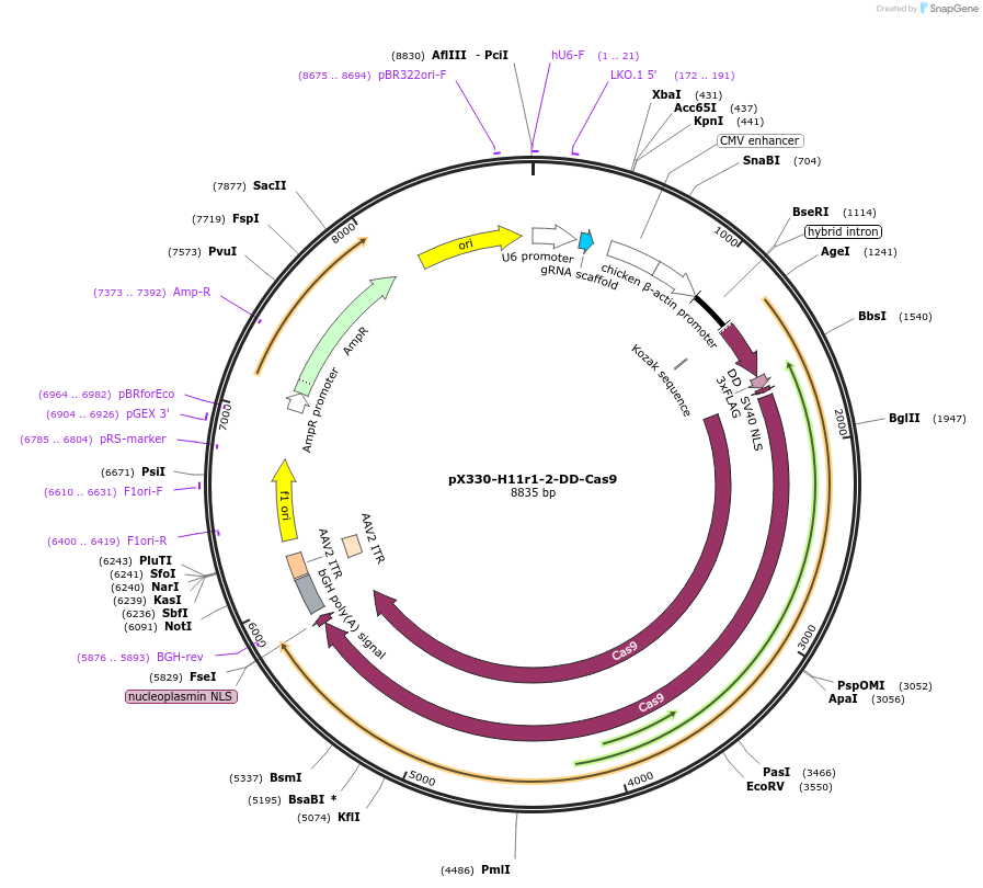 85978-plasmid-map-sequence-id-190941