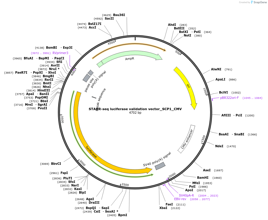 99314-plasmid-map-sequence-id-190943