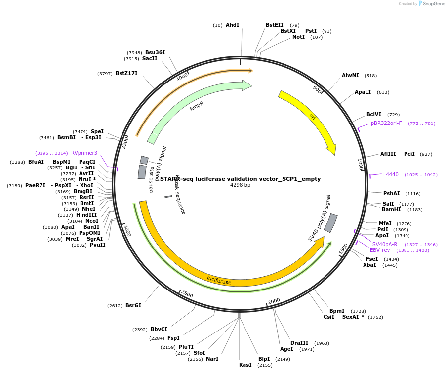 99299-plasmid-map-sequence-id-190944