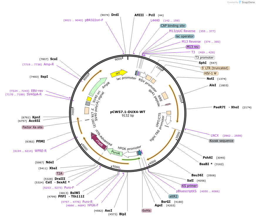 99282-plasmid-map-sequence-id-190952