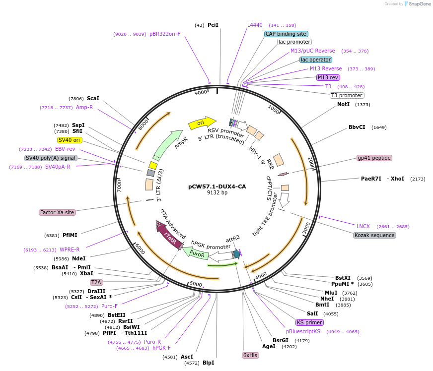 99281-plasmid-map-sequence-id-190953