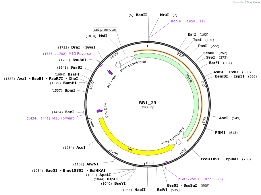 98496-plasmid-map-sequence-id-190956
