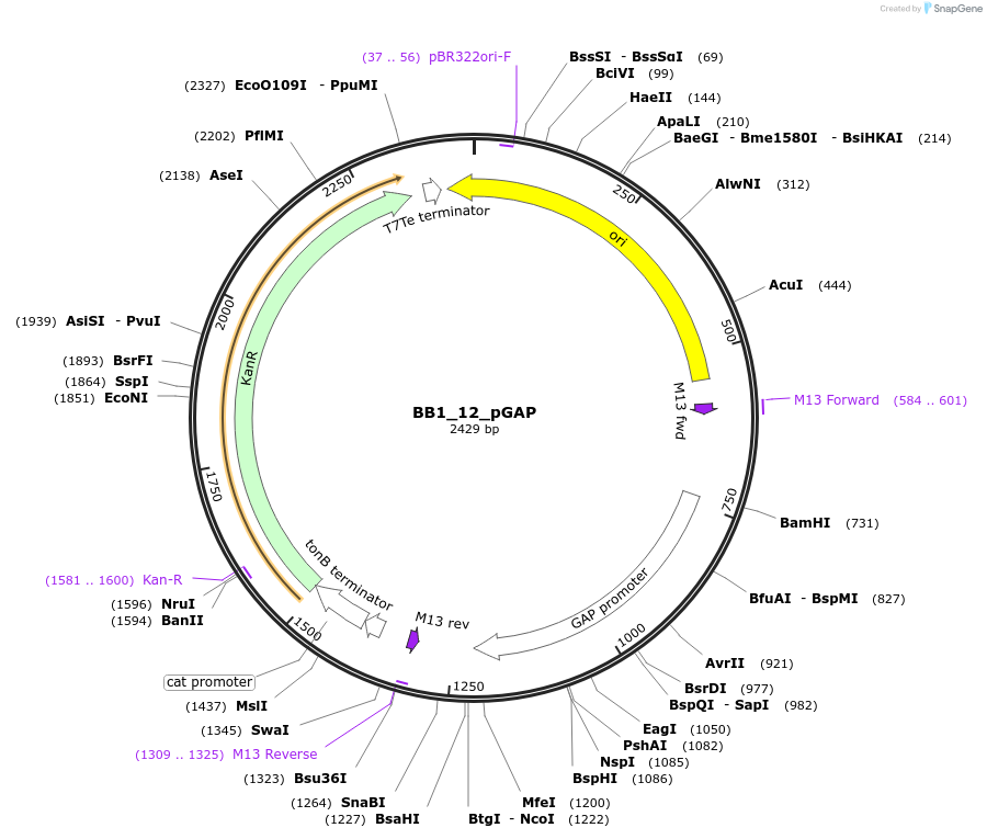 98498-plasmid-map-sequence-id-190959