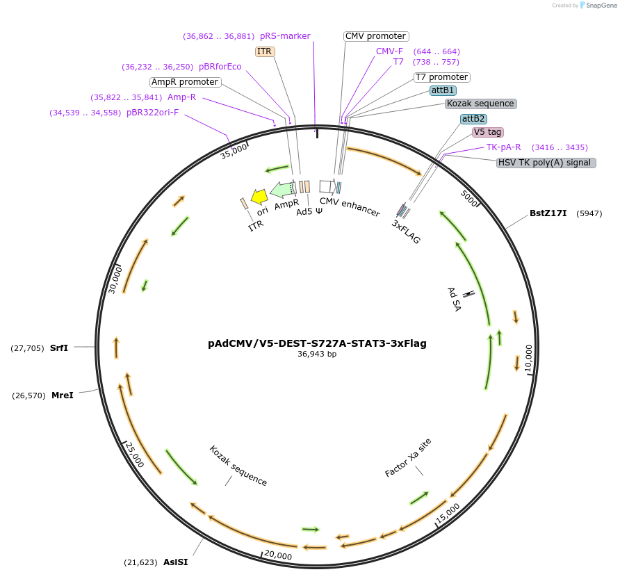 99262-plasmid-map-sequence-id-190996