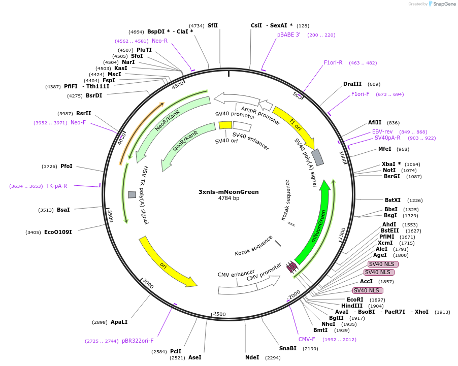 98875-plasmid-map-sequence-id-191007