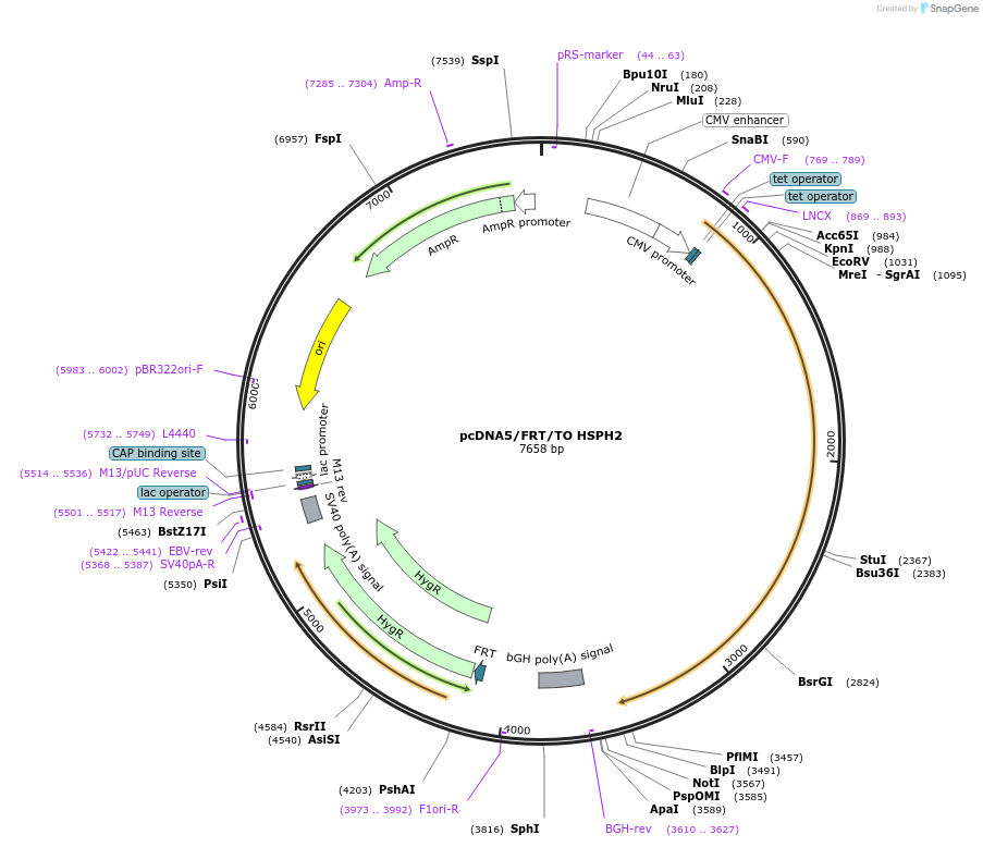 19454-plasmid-map-sequence-id-191008