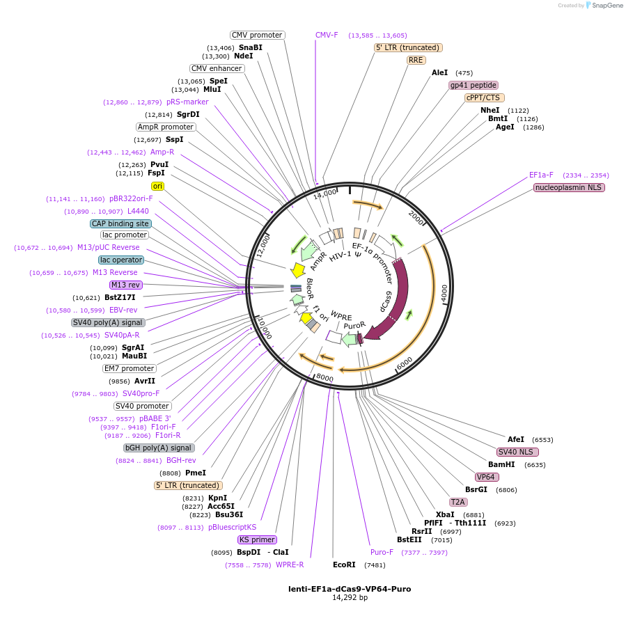 99371-plasmid-map-sequence-id-191019