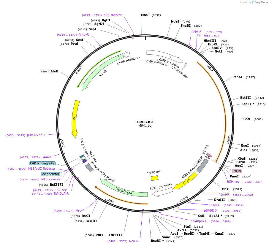 99509-plasmid-map-sequence-id-191022