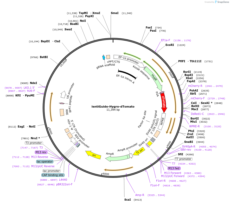 99376-plasmid-map-sequence-id-191027