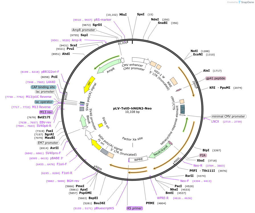 99378-plasmid-map-sequence-id-191030