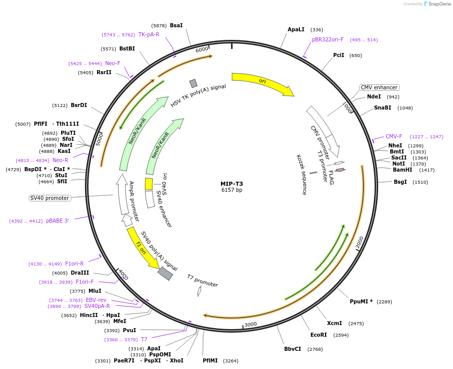99511-plasmid-map-sequence-id-191031